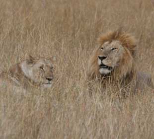 Löwenpärchen