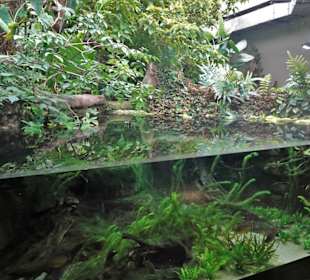 Impressionen aus dem Aquazoo Löbbecke Museum
