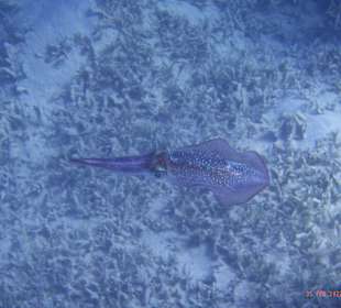 Schnorcheln Marsa Alam