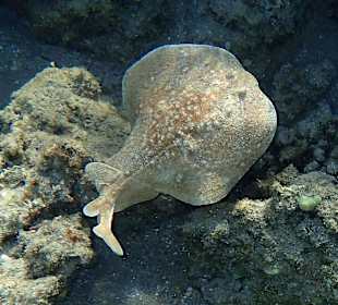 Das intakte Hausriff