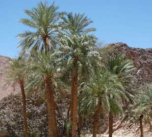 Palmen im Sinai