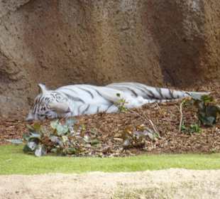 Satt und faul in der Sonne