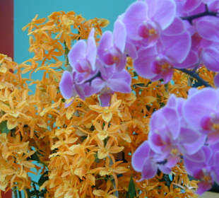 Sonderausstellung Orchideen