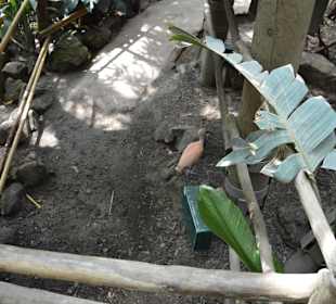 Jungle Dome