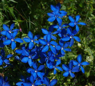 Traumhafte Vegetation