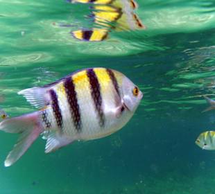 Riff in Strandnähe , Sharm El Naga