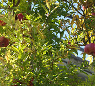 Bei einem Bummel durch Opatija