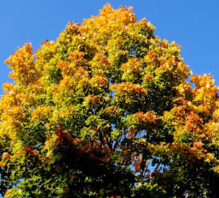 Die Schillerwiese in Herbststimmung 