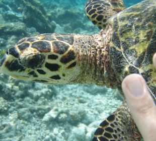 Meine geliebte Freundin die Schildkröte