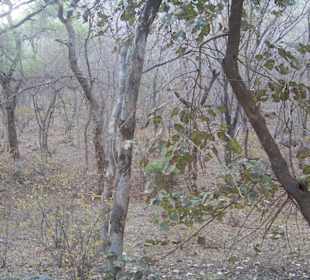 Ranthambore N.P.