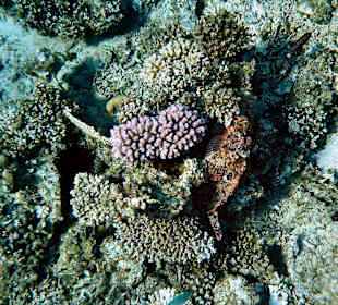 Baertiger Drachenkopf