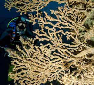 Black coral 