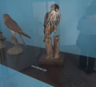 Museum Rosenburg