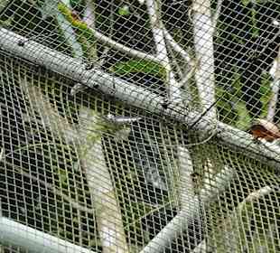 Poring Hot Springs - Schmetterlingsgarten