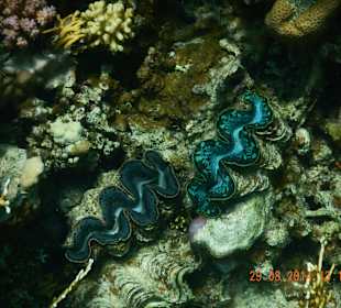 Ausflug nach Dabab-Riesenmördermuscheln