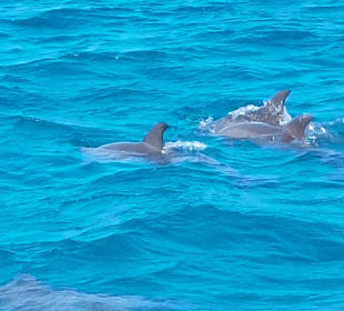 Delfine 