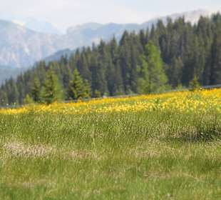 Blumen und immer wieder Blumen