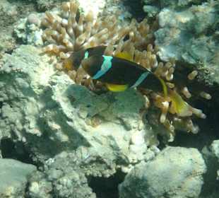 Schnorcheln Sahl Hasheesh