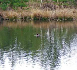 Brombachspeicher gross