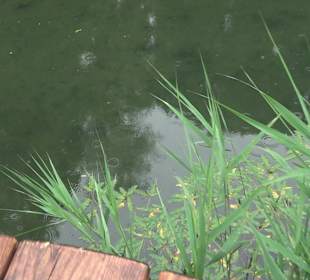 Fischlehrpfad Neu-Ulm