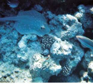 Rochen (unterwasseraufnahme)