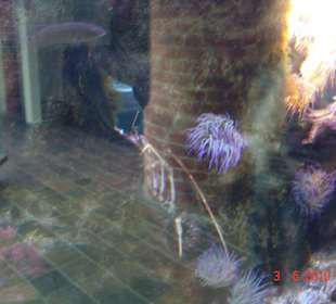 Meereskundemuseum Stralsund