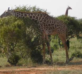 Giraffe