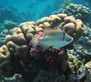 Arabischer Picasso Drückerfisch