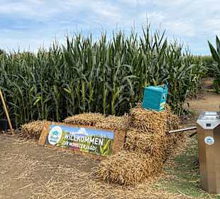 Monster-Maisfeldlabyrinth Alsdorf