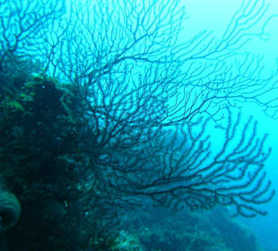 Koralleam Shark Reef Point