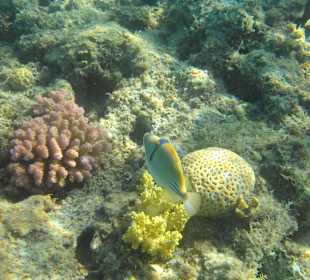 Arabischer Picassodrücker