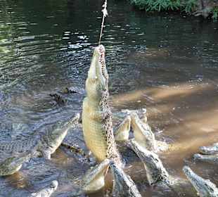 Fütterung im Haller Park
