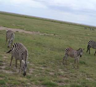 Zebras in Herden 