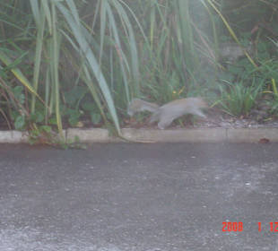 Juhu ein Eichhörnchen
