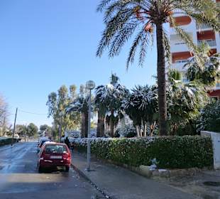 Schneeverhangene Palmen an der Playa.