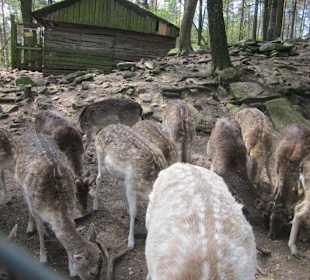 Wildpark bei der Rietburg