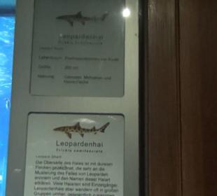 Meeresmuseum Stralsund