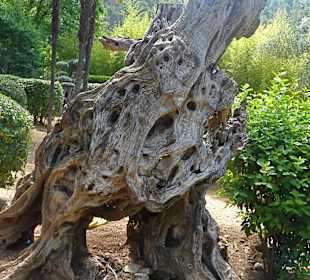 Alter Baumstamm