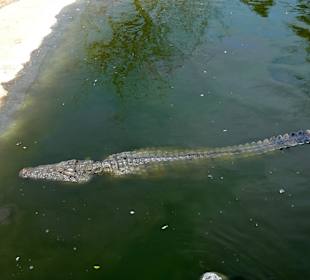 Krokodile auf der Straußenfarm