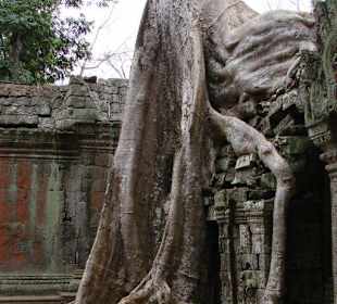 Ta Prohm Tempel