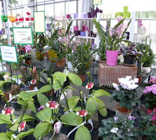 Orchideen Zentrum Celle