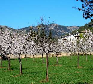 Haupthaus mit Mandelblüte