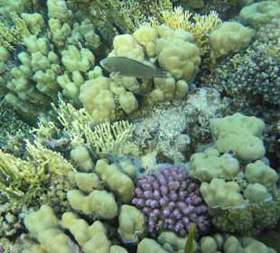 Schnorcheln Marsa Alam