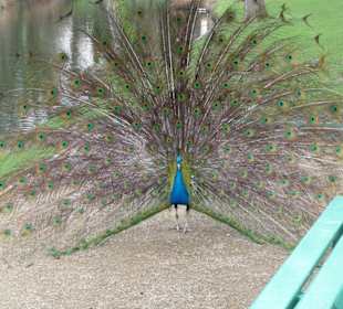 Pfau im Park