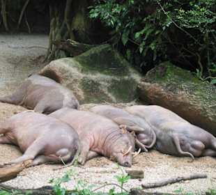 Singapore Zoo