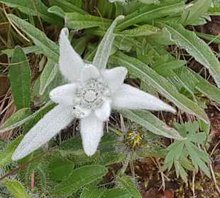 Wandern Ramsau am Dachstein