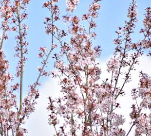 Rombergpark Dortmund