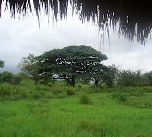 Typisch Domonikanischer Baum