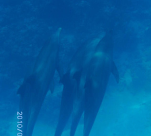 Man fühlt sich wie im Traum!