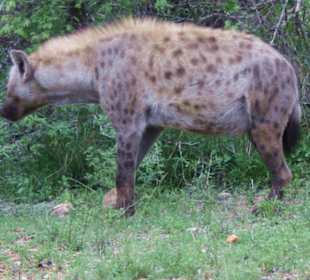 Hyäne 